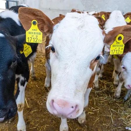 Farm stay Im Ramsen Sankt Wolfgang im Salzkammergut