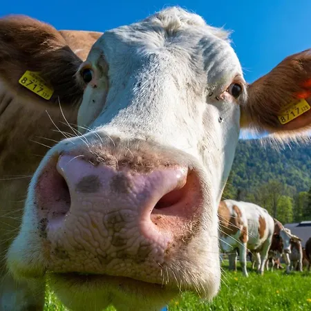 Farm stay Im Ramsen Sankt Wolfgang im Salzkammergut